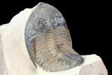 Bumpy Zlichovaspis Trilobite - Great Preparation #86078-1